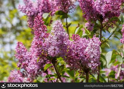 Purple flowers of lilac in a garden during spring