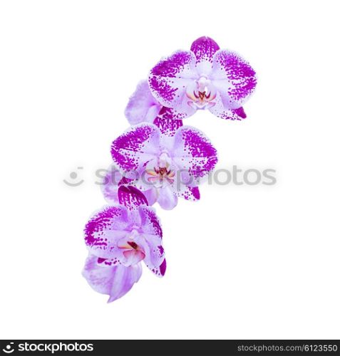 Purple flowers orchids isolated on white background