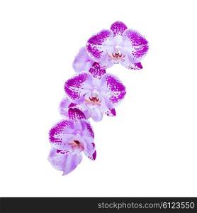 Purple flowers orchids isolated on white background