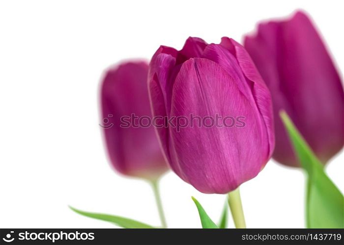 Purple flowers, tulips isolated on white background