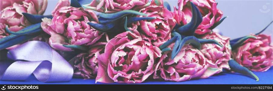 purple flowers tulips on a blue background with copy space. banner. purple flower tulips on blue background with copy space. banner