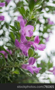 Purple flowers with water drops