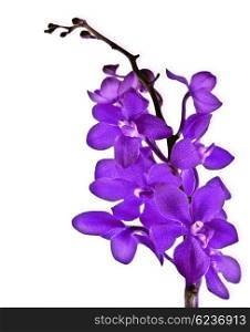 Purple fresh orchid flower isolated on white background