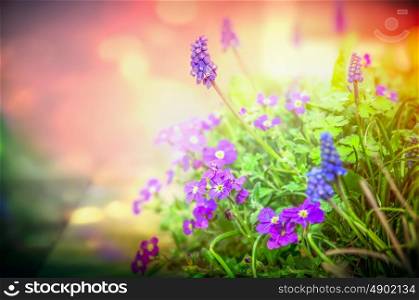 Purple garden flowers in back light on blurred nature background, close up, toned