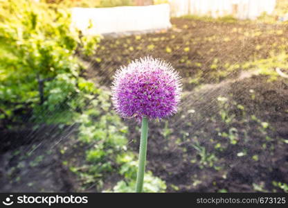 Purple garlic flower in spring garden