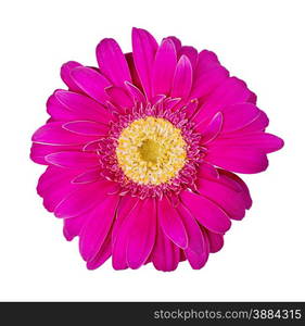 Purple gerbera flower isolated on white background, close-up