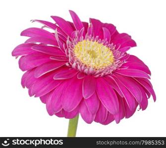 Purple gerbera flower isolated on white background, close-up