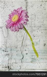 Purple gerbera flower on gray surface covered with rough plaster