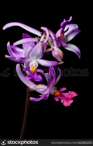 Purple ground orchid, Calanthe madagascariensis, native specie terrestrial orchid, isolated on a black background