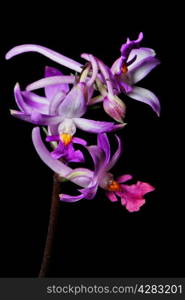 Purple ground orchid, Calanthe madagascariensis, native specie terrestrial orchid, isolated on a black background