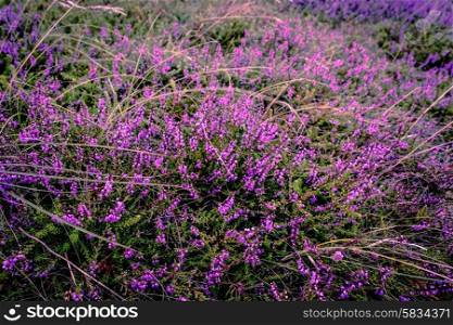 Purple heather field in natural surroundings