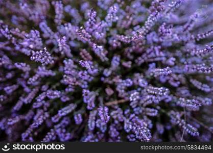 Purple heather field in natural surroundings