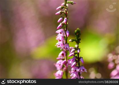 Purple heather flowers in summer day close up