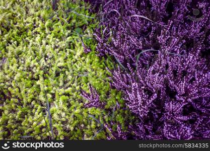 Purple heather with contrast green pine