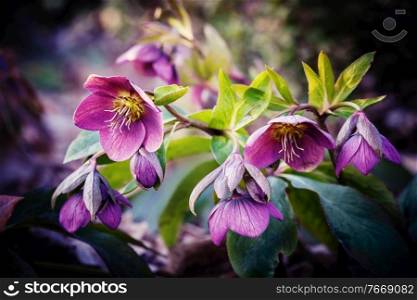 purple hellebore flower, also known as Christmas rose and Lenten rose. purple hellebore flower