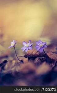Purple hepatica flowers on the ground, spring time, text space