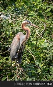 Purple heron resting on a branch in the green foliage of a tree, portrait of a large bird