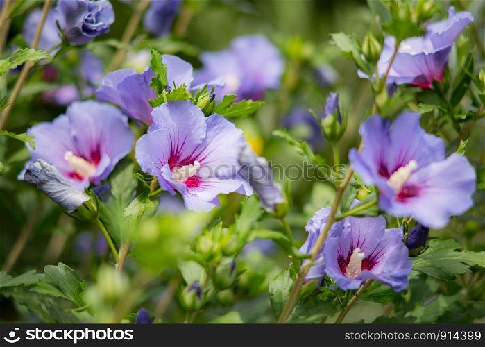 Purple hibiscus flower in full bloom. Rose of Sharon (Hibiscus Syriacus)