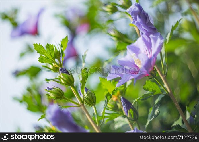 Purple hibiscus flower in full bloom. swirling shallow deptch of field. Purple hibiscus flower and shallow deptch