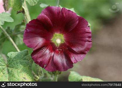 purple hollyhock (Alcea rosea) with beautiful flower