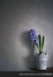 Purple hyacinth in white pot on the shelf