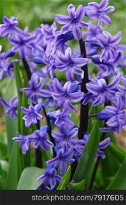 Purple hyacinths (hyacinthus) is one of the first beautiful spring flowers can use as background