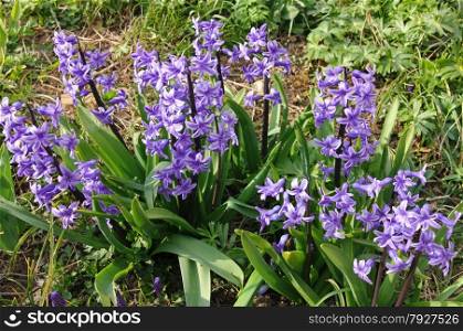 Purple hyacinths (hyacinthus) is one of the first beautiful spring flowers can use as background