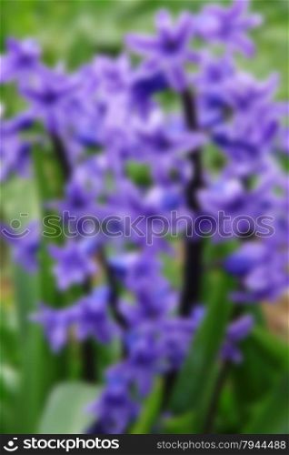 Purple hyacinths (hyacinthus) is one of the first beautiful spring flowers can use as background. In blur style