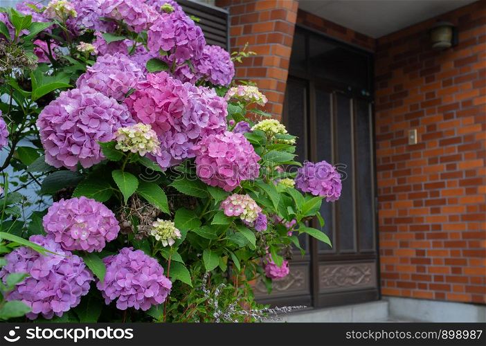 purple Hydrangea flower (Hydrangea macrophylla) blooming in spring and summer in the front of home.