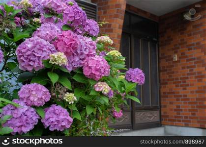 purple Hydrangea flower (Hydrangea macrophylla) blooming in spring and summer in the front of home.