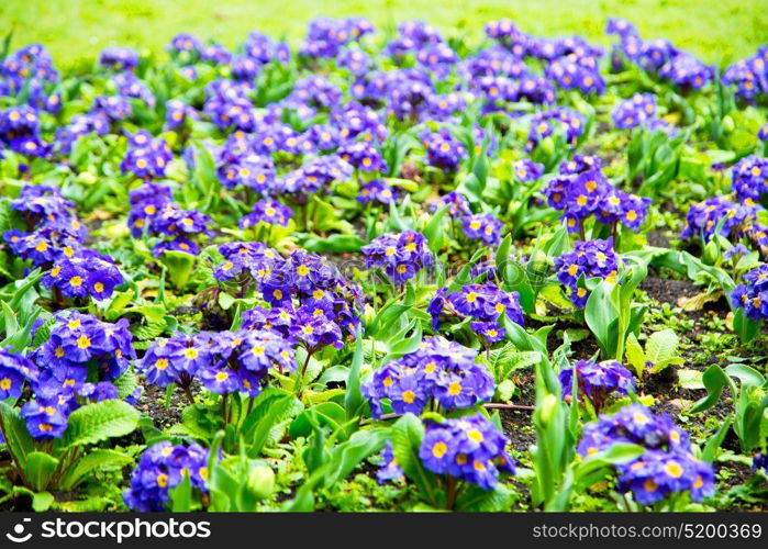 purple in london yellow flower field nature and spring