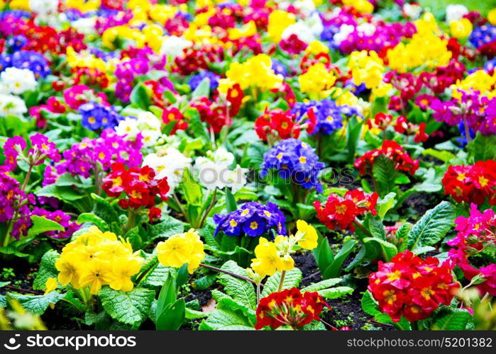 purple in london yellow flower field nature and spring