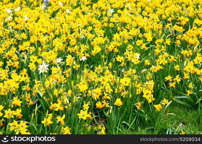 purple in london yellow flower field nature and spring