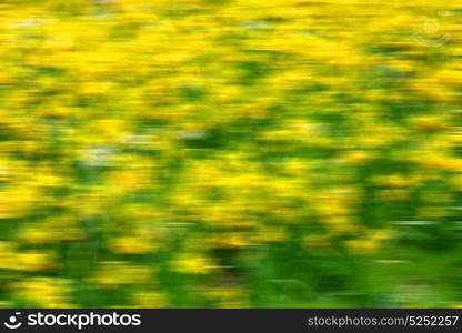 purple in london yellow flower field nature and spring