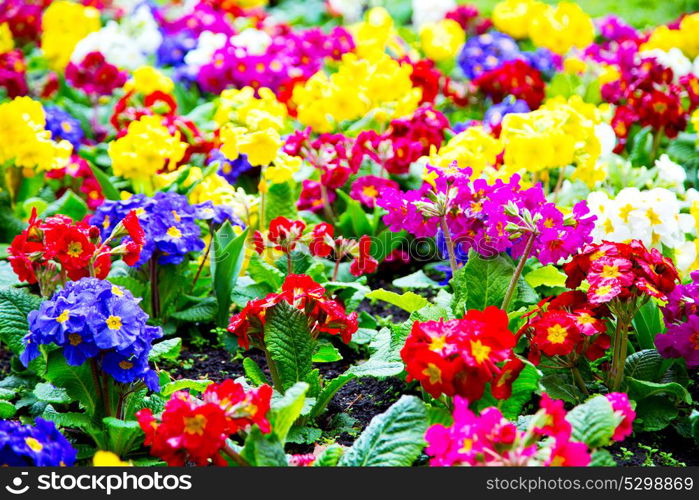 purple in london yellow flower field nature and spring