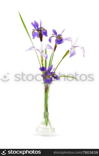 Purple iris flowers in a small glass vase isolated on white