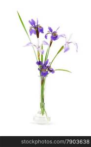 Purple iris flowers in a small glass vase isolated on white