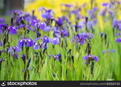 purple irises meadow garden in alaskan town