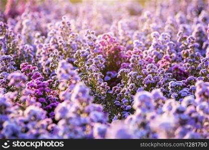 Purple Lavender and Cutter field flower in the nature garden background