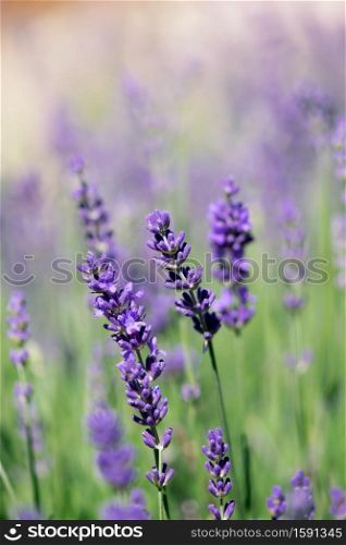 Purple lavender blooms in a field in summertime.. Purple Lavender Blooms