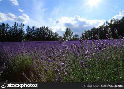 Purple Lavender field with sunshine during summer at Furano, Hokkaido