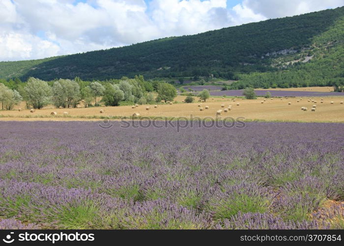 Purple lavender fields near Sault, the Provence in Southern France