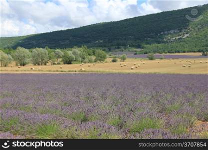 Purple lavender fields near Sault, the Provence in Southern France