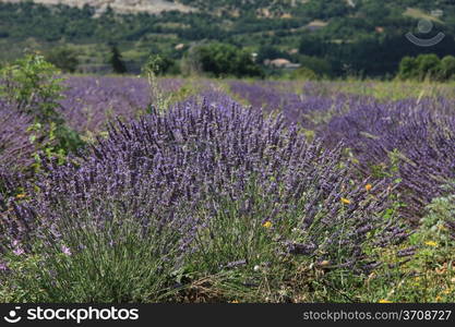 Purple lavender fields near Sault, the Provence in Southern France