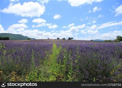 Purple lavender fields near Sault, the Provence in Southern France