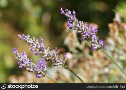 Purple lavender flowers in a garden during summer