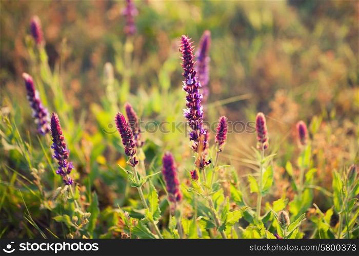 Purple lavender flowers in a meadow close-up