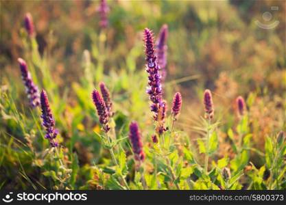 Purple lavender flowers in a meadow close-up
