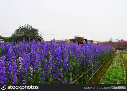 purple lavender flowers in the field