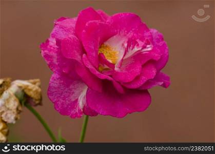 Purple lavender roses flowers in garden. Amethyst rose blooming.. Amethyst rose flowers in the garden